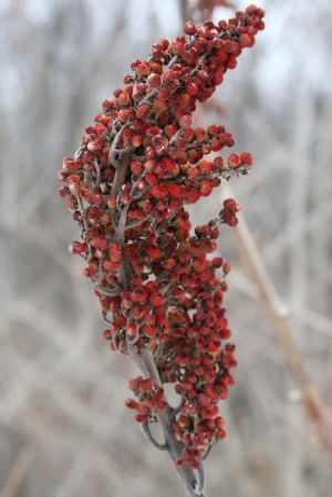 IMG_0029.jpg