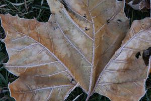 IMG_7858.jpg