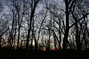 IMG_8266.jpg